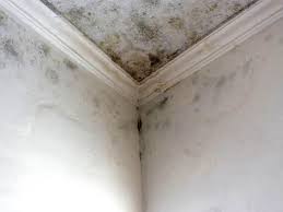 Environmental Consulting for Mold Prevention in Lorena, TX